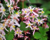 Pale pink flowers and bronze foliage